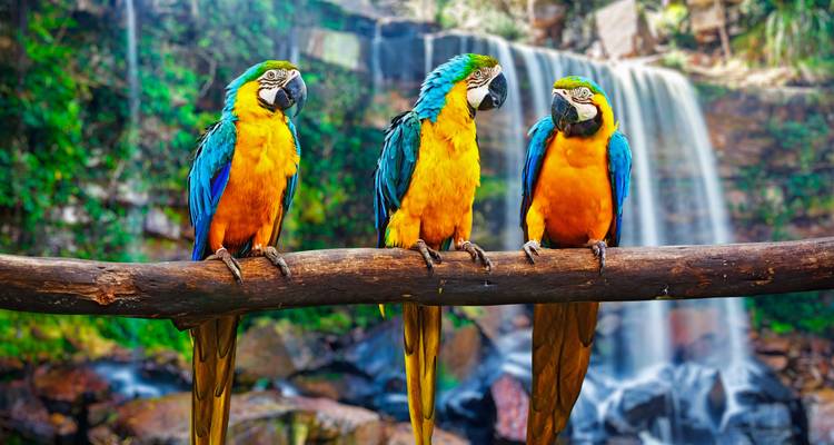 Drei bunte Papageien sitzen vor einem Wasserfall.