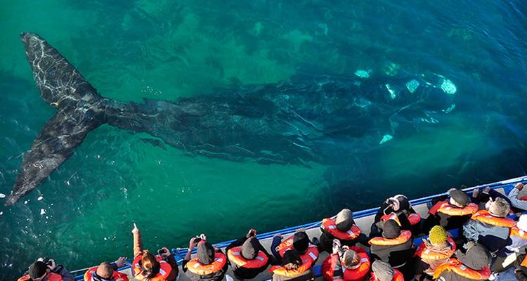 Personas en un barco observando una ballena en el agua.