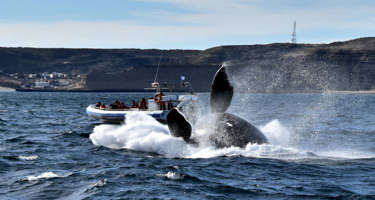 Ballena saltando fuera del agua con un barco en el fondo.