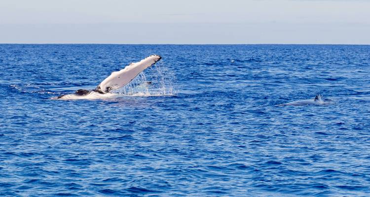 Ballena emergiendo parcialmente del océano.