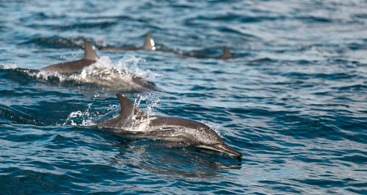 Delfines nadando en el agua del océano.