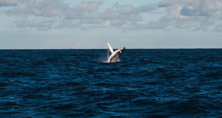 Vista lejana de una ballena saltando en el océano.