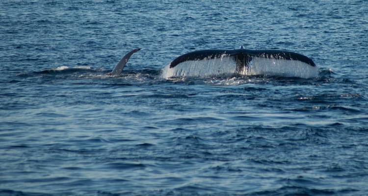 Cola de ballena emergiendo de la superficie del océano.