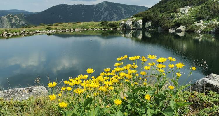 Des fleurs jaunes au premier plan avec un lac de montagne en arrière-plan.