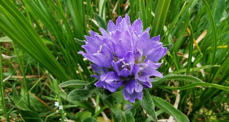 Gros plan d'une fleur violette parmi l'herbe verte.