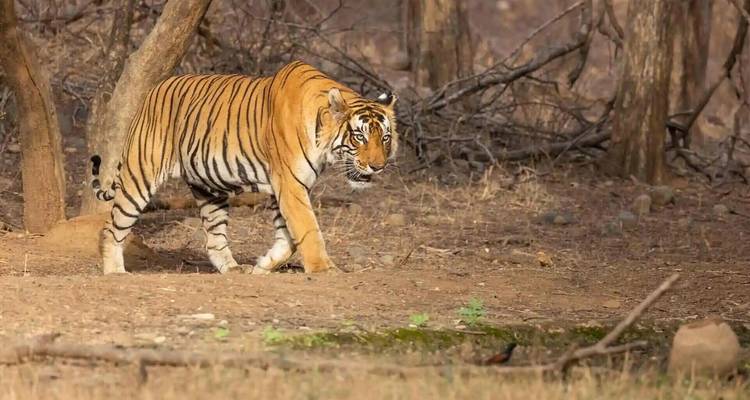 Tigre marchant dans une zone forestière.