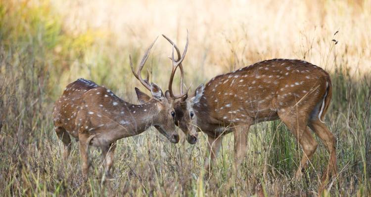 Des cerfs dans un champ herbeux.