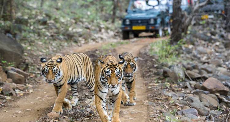 Des tigres marchant sur un sentier de terre.