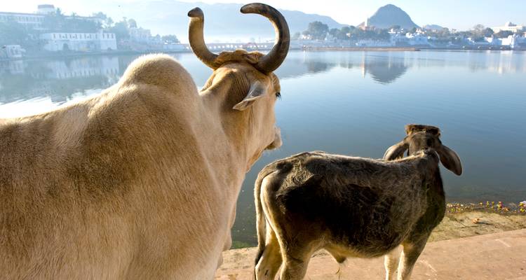 Vaches au bord d'un lac avec vue sur Pushkar.