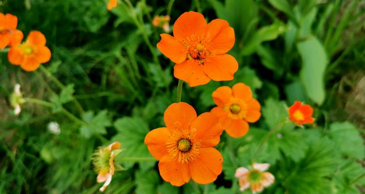 Gros plan de fleurs orange vives dans un cadre verdoyant.