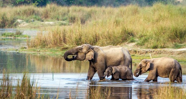 Familia de elefantes caminando por un río en un entorno forestal.
