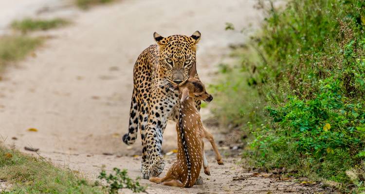 Leopardo cruzando sendero de tierra con presa.