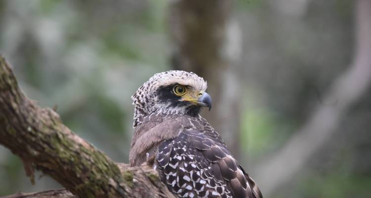 Retrato de un ave rapaz posada en una rama.