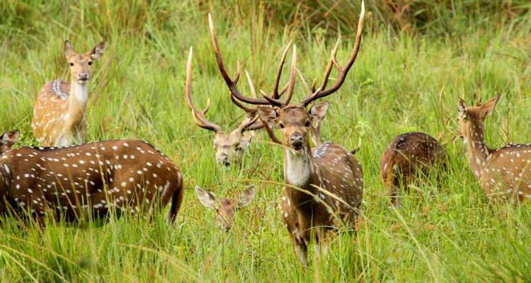 Gruppe von gefleckten Hirschen in grasigem Gelände.