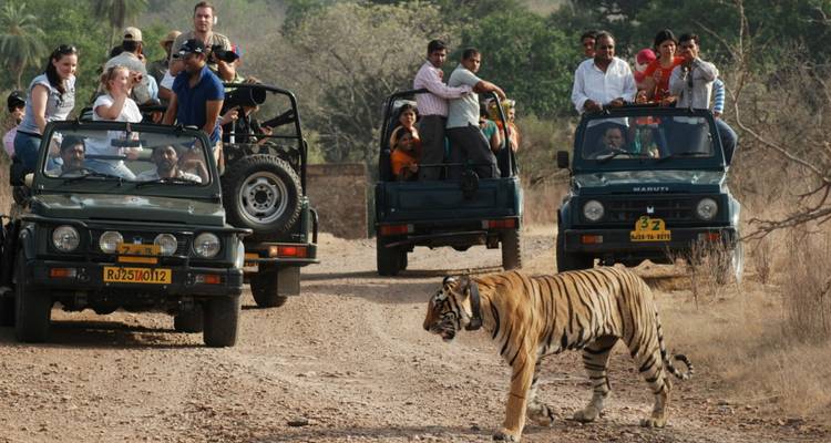 Touristen beobachten einen Tiger während einer Safari-Tour.