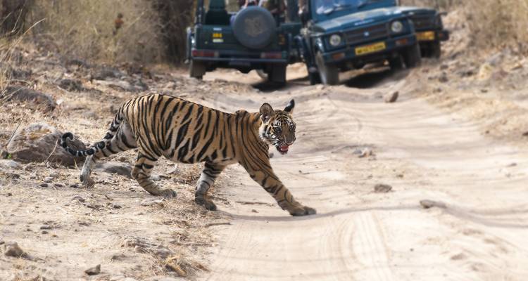 Un tigre cruzando un sendero de tierra en un parque nacional.