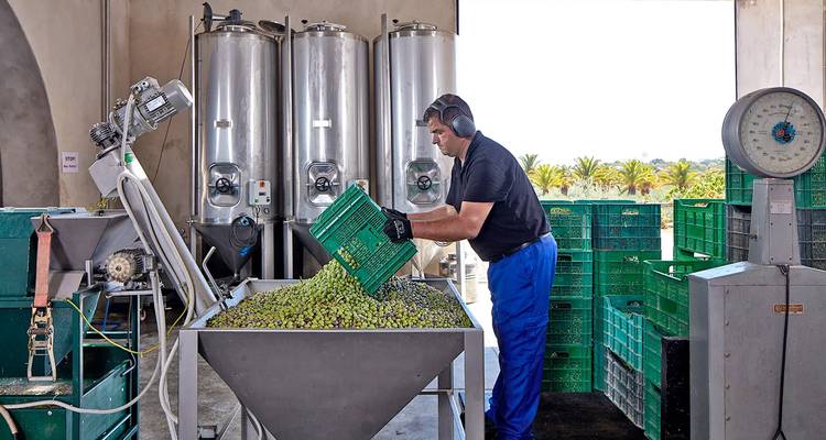 Un ouvrier qui traite des raisins dans un environnement industriel pour la production de vin
