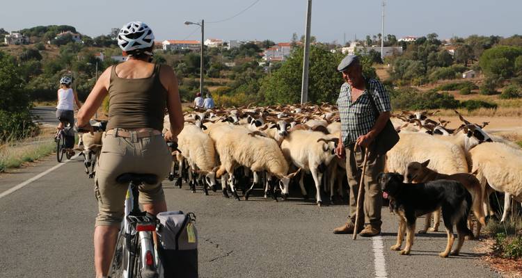 Cyclistes rencontrant un fermier qui fait paître des moutons sur une route rurale