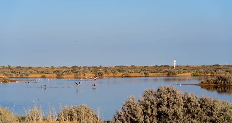 Paysage de zone humide avec des oiseaux et un phare au loin