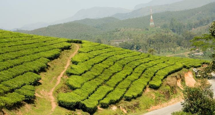 Theeplantage op een heuvelflank met een communicatietoren op de achtergrond.