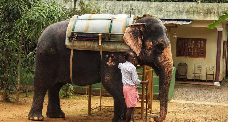 Un éléphant debout avec un soigneur à côté d'une maison.