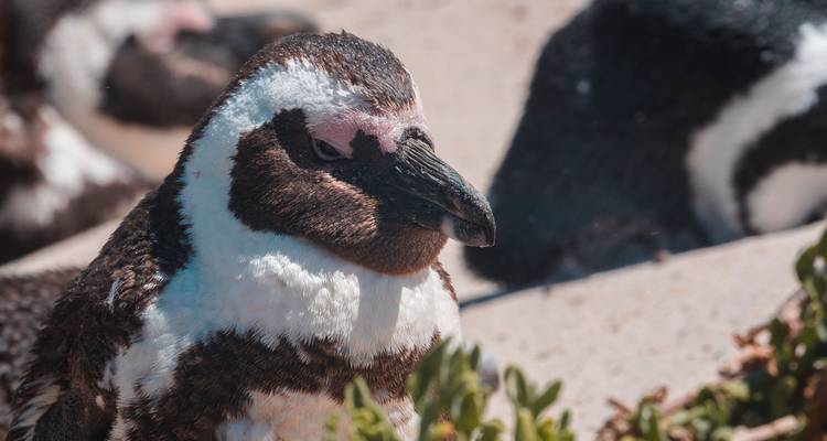 Manchots africains se reposant sur une zone côtière avec de la verdure.