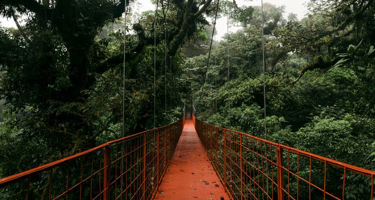 Un sentier à travers la canopée luxuriante de la forêt tropicale costaricienne avec un pont suspendu.