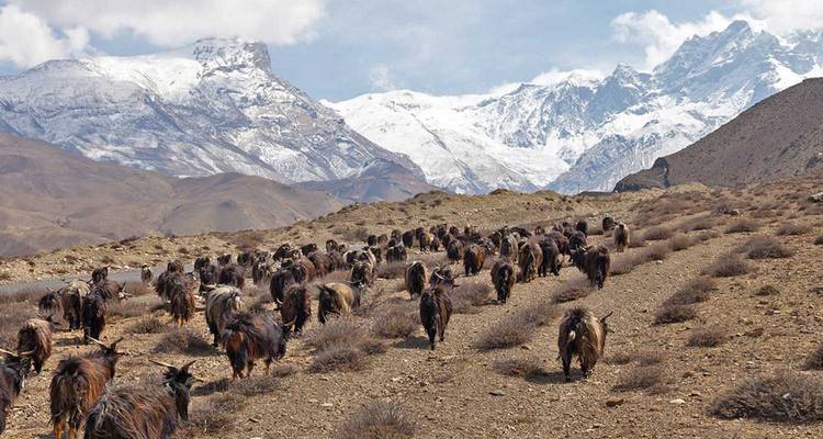 Un troupeau d'animaux, probablement des chèvres, traversant un paysage montagneux.
