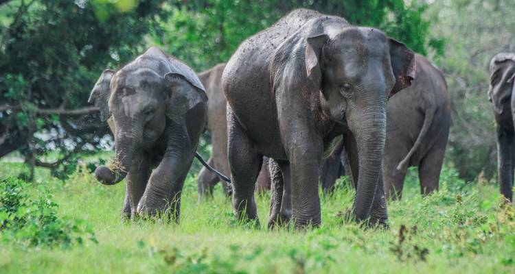 Two Asian elephants walk through lush green grass with a small herd following behind.