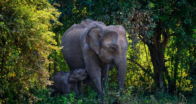 A mother elephant guides her calf through dense green foliage at the edge of a forest.