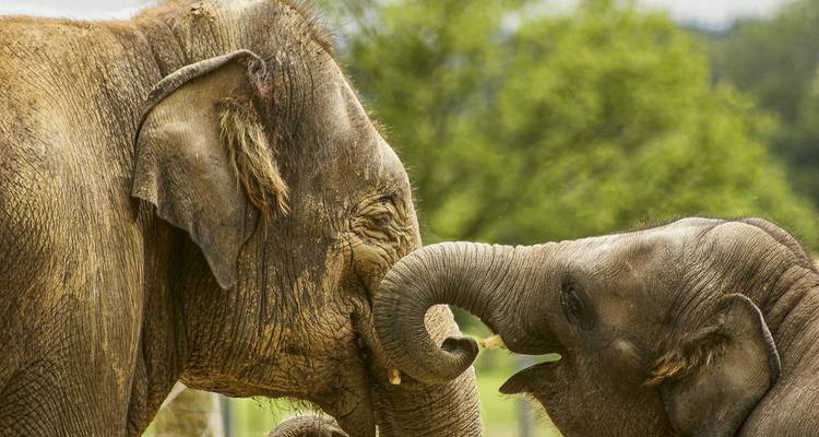 Two elephants engage playfully, intertwining trunks against a blurred natural background.