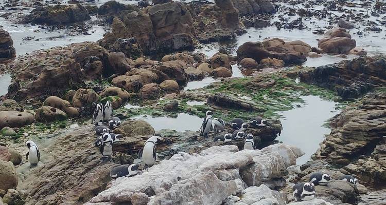 Colonie de manchots africains se reposant sur un rivage rocheux avec des mares de marée et des algues.