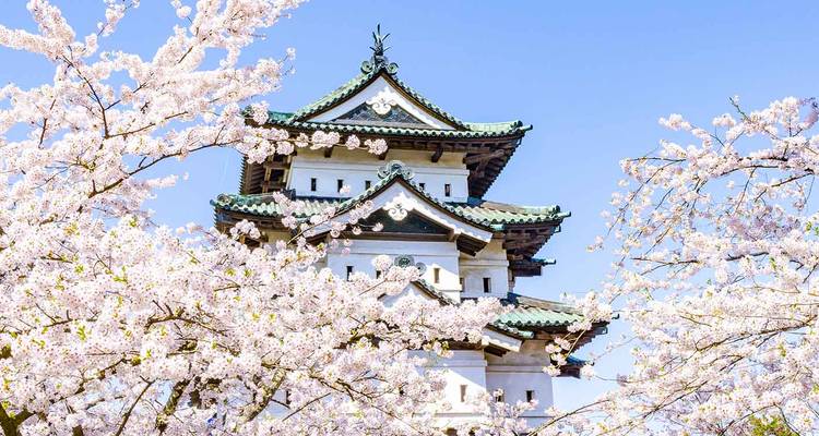 Torreta de castillo blanco enmarcada por abundantes flores de cerezo rosadas bajo un cielo primaveral despejado.