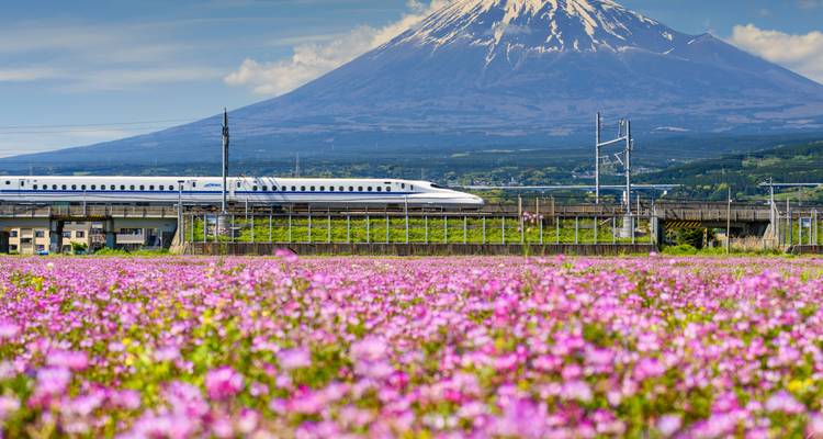Un train à grande vitesse passant avec le mont Fuji en arrière-plan et un champ de fleurs roses.