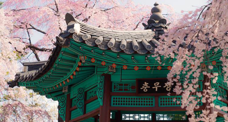 Traditionelle koreanische Struktur umgeben von Kirschblüten