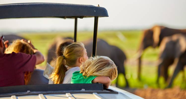 Group on a safari drive viewing elephants in the savannah.