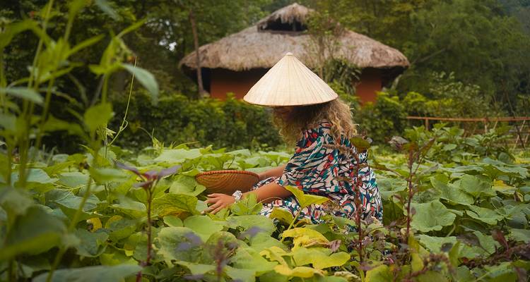 Individu dans un champ avec un chapeau conique traditionnel dans la verdure.