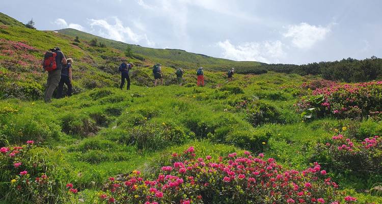 Des randonneurs marchant à travers une prairie avec des fleurs en fleurs.