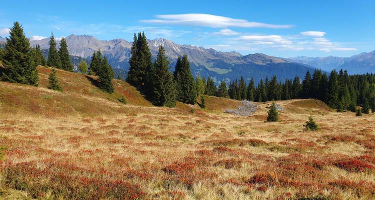 Feuillage d'automne coloré dans une région montagneuse.