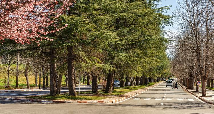 Leafy tree-lined street with cars and a pedestrian.