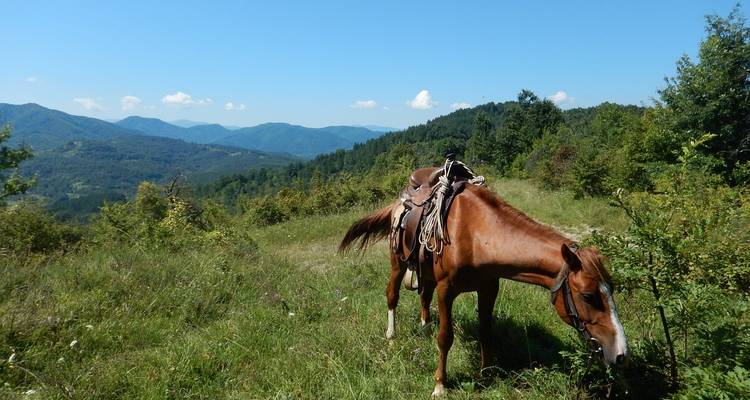 Cheval sellé broutant dans un paysage montagneux luxuriant.