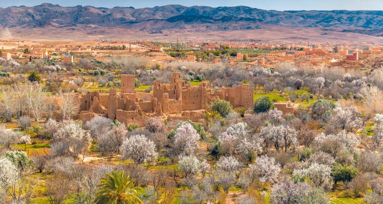 Bosque de árboles en flor con un pueblo tradicional.