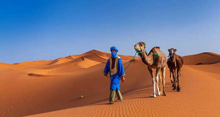 A person leading camels through the desert at sunset.