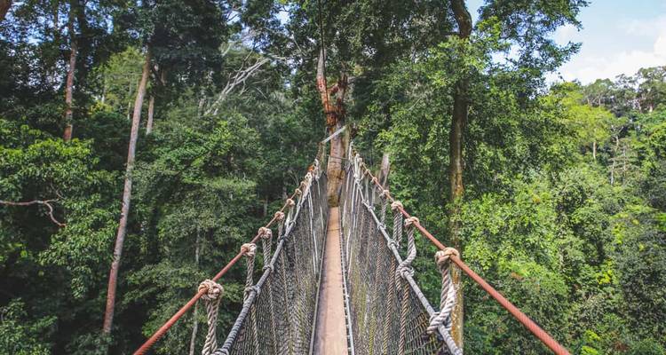 Passerelle de cordes dans une canopée de forêt verdoyante luxuriante.