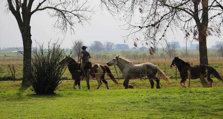 Personne montant un cheval menant d'autres chevaux dans un pâturage.
