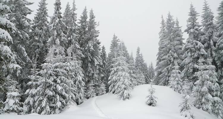 Des arbres enneigés dans un paysage d'hiver.
