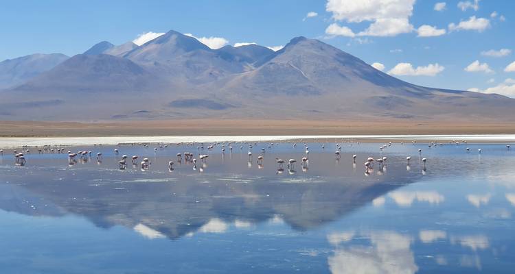 Reflejo de montañas y flamencos en un lago de sal sereno.