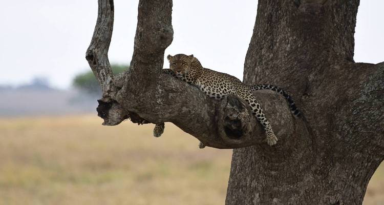 Léopard se reposant sur une branche d'arbre dans un décor de savane.