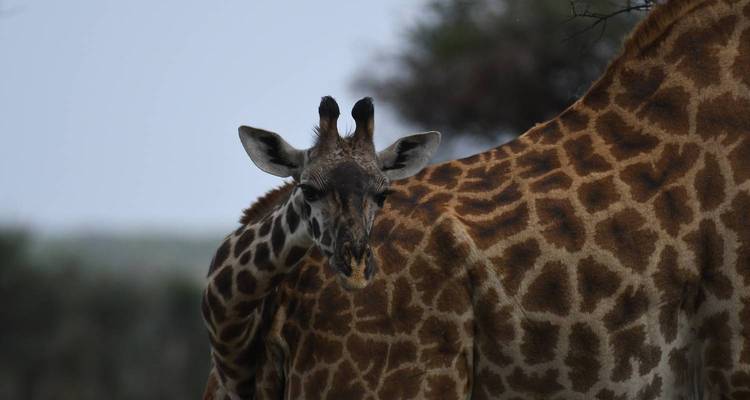 Gros plan d'une girafe qui regarde depuis derrière une autre girafe.