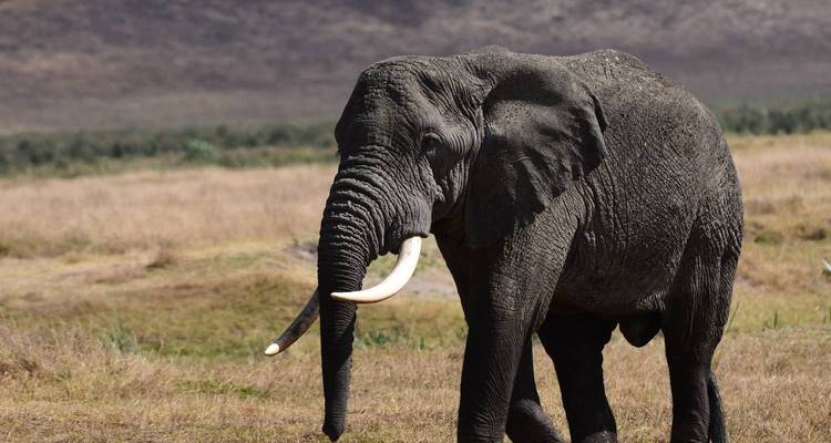 Un éléphant marchant dans une zone herbeuse.